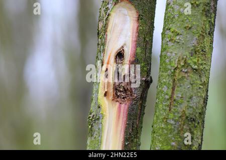 Le saule pousse dans une plantation de cultures énergétiques blessée par le coléoptère du charançon, Cryptorhynchus lapathi, de la famille des Curculionidae. Banque D'Images