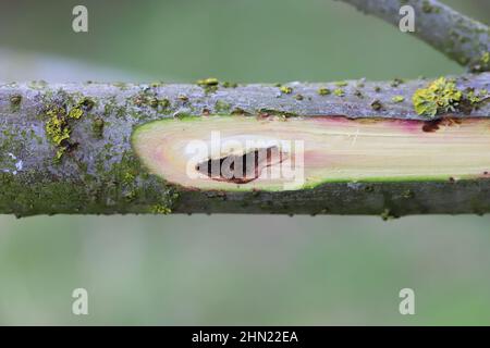 Le saule pousse dans une plantation de cultures énergétiques blessée par le coléoptère du charançon, Cryptorhynchus lapathi, de la famille des Curculionidae. Banque D'Images