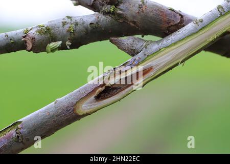 Le saule pousse dans une plantation de cultures énergétiques blessée par le coléoptère du charançon, Cryptorhynchus lapathi, de la famille des Curculionidae. Banque D'Images