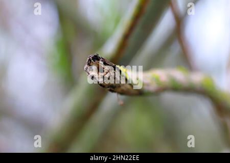 Le saule pousse dans une plantation de cultures énergétiques blessée par le coléoptère du charançon, Cryptorhynchus lapathi, de la famille des Curculionidae. Banque D'Images