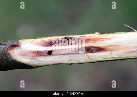 Le saule pousse dans une plantation de cultures énergétiques blessée par le coléoptère du charançon, Cryptorhynchus lapathi, de la famille des Curculionidae. Banque D'Images