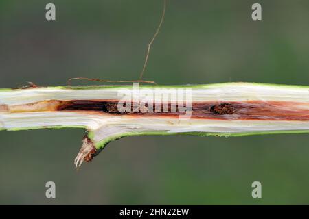 Le saule pousse dans une plantation de cultures énergétiques blessée par le coléoptère du charançon, Cryptorhynchus lapathi, de la famille des Curculionidae. Banque D'Images