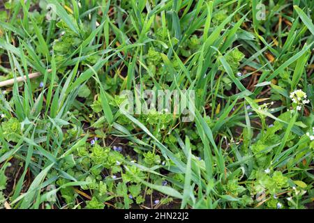 Une récolte de céréales fortement infestée de différentes espèces de mauvaises herbes. Banque D'Images