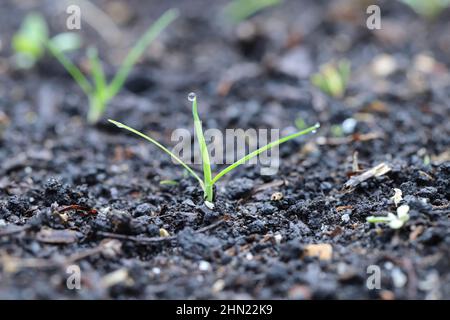 POA annua ou herbe de prairie annuelle. Mauvaises herbes répandues et communes dans les cultures agricoles et horticoles. Banque D'Images