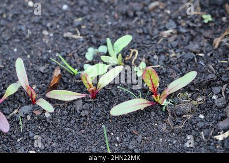 Cracher de jeunes plants de betteraves dans le jardin. Banque D'Images