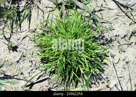 POA annua ou herbe de prairie annuelle. Mauvaises herbes répandues et communes dans les cultures agricoles et horticoles. Banque D'Images