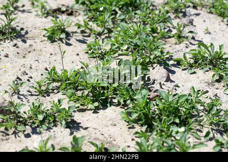 Le viola arvensis est une espèce de violette connue sous le nom commun de pansy. Mauvaises herbes répandues et communes dans les cultures agricoles et horticoles. Banque D'Images