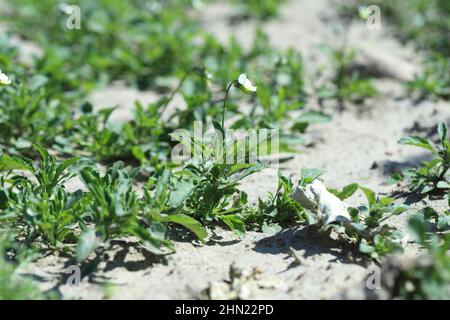 Le viola arvensis est une espèce de violette connue sous le nom commun de pansy. Mauvaises herbes répandues et communes dans les cultures agricoles et horticoles. Banque D'Images