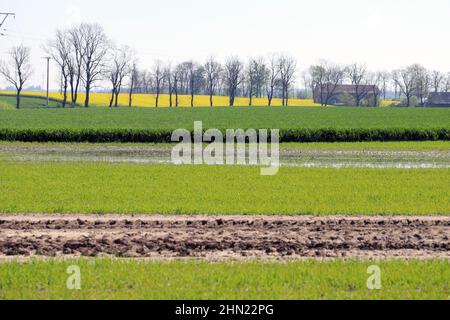 Paysage agricole avec des champs verts sur des collines en Europe centrale. Banque D'Images