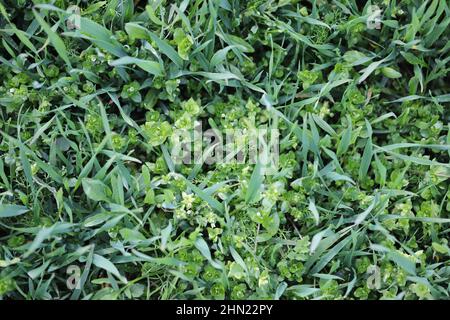 Une récolte de céréales fortement infestée de différentes espèces de mauvaises herbes. Banque D'Images