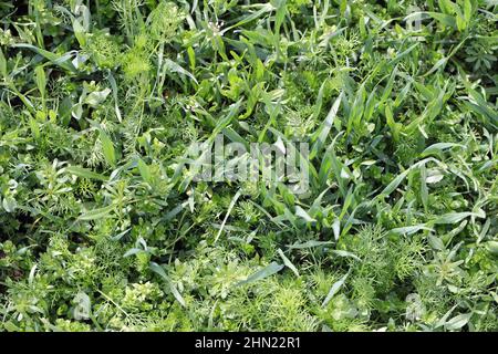 Une récolte de céréales fortement infestée de différentes espèces de mauvaises herbes. Banque D'Images