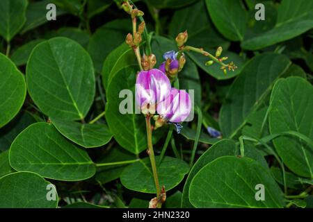 Canavalia rosea (haricot de plage) a une distribution pantropicale croissante sur les plages supérieures, les falaises, et les dunes. Banque D'Images