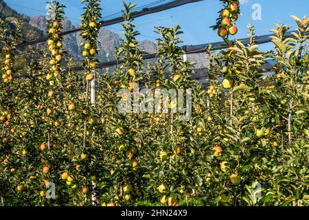 Apfelplantage mit Spalierobst in Südtirol, Italie, pomme plantation espalier fruit dans le sud du tyrol, italie Banque D'Images