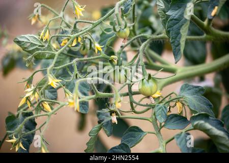 Plante de tomate. Grand racéme avec fleurs et petits fruits jeunes non mûrs Banque D'Images