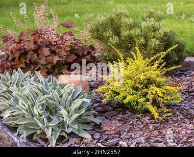 Combinaison de différentes plantes dans l'aménagement paysager. Les arbustes à conifères et à feuilles caduques à côté des plantes ornementales vivaces dans un mélange de bordures sont paillis avec pi Banque D'Images