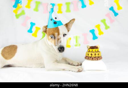 Le chien Jack Russell Terrier est situé sur un fond blanc avec une guirlande sous forme d'os dans un chapeau à côté d'un gâteau d'anniversaire décoré de b jaune Banque D'Images