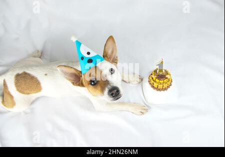 Vue de dessus de la race de chien Jack Russell Terrier se trouve sur un fond blanc dans un chapeau d'anniversaire bleu regarde à côté d'un gâteau d'anniversaire décoré avec des os et lui Banque D'Images