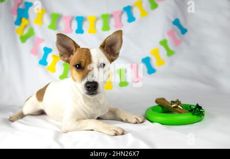 Le chien Jack Russell Terrier est sur un fond blanc avec une guirlande sous forme d'os. À côté de lui ses cadeaux (anneau vert et os) avec présente l'arc Banque D'Images