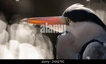 ST JAMES'S PARK, VILLE DE WESTMINSTER, LONDRES, ROYAUME-UNI. 5 FÉVRIER 2022. Un héron dans le parc St Jame. Photographie de Richard Holmes. Banque D'Images