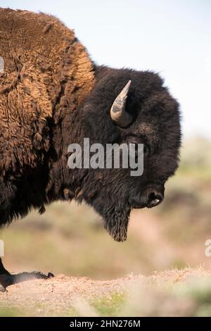 Portrait de bull de Bison américaine (Bison bison) montrant la barbe du menton, parc national de Yellowstone, Wyoming Banque D'Images