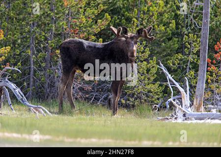 Orignal (Alces americanus), mâle sous-adulte avec velours sur bois, parc national de Yellowstone, Wyoming Banque D'Images