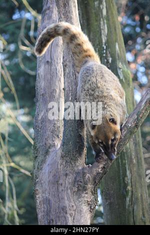Le Coati sud-américain dans le zoo d'Overloon Banque D'Images