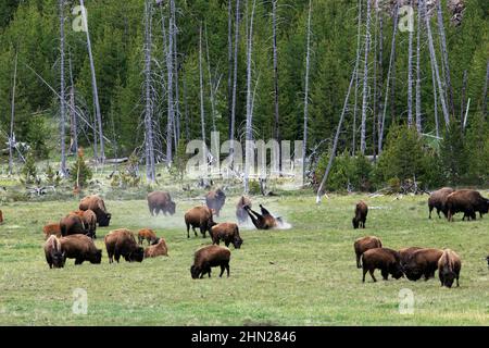 Troupeau de bisons d'Amérique (Bison bison) dans la vallée de la rivière Madison, parc national de Yellowstone, Wyoming Banque D'Images