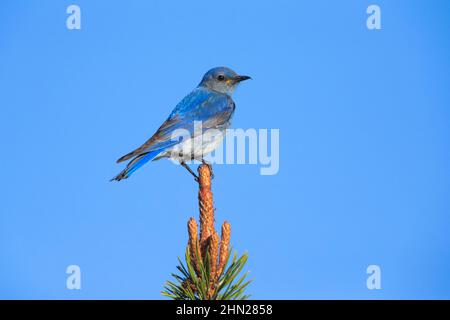 Oiseau bleu de montagne (Sialia currucoides) mâle, parc national de Yellowstone, Wyoming Banque D'Images