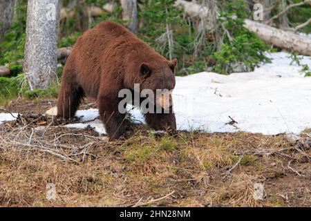 Ours noir (Ursus americanus) Col Dunraven, parc national de Yellowstone, Wyoming Banque D'Images