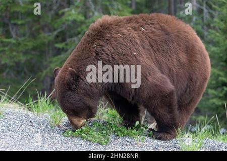 Ours noir (Ursus americanus) paissant sur le côté de la route, col Dunraven, parc national de Yellowstone, Wyoming Banque D'Images