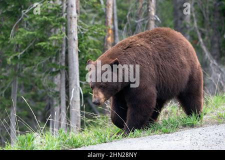 Ours noir (Ursus americanus) à côté de la route, col Dunraven, parc national de Yellowstone, Wyoming Banque D'Images