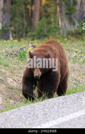 Ours noir (Ursus americanus) à côté de la route, col Dunraven, parc national de Yellowstone, Wyoming Banque D'Images