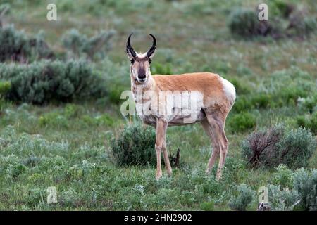 Antelope Pronghorn (Antilocapra americana) mâle, Lamar Valley, parc national de Yellowstone, Wyoming Banque D'Images