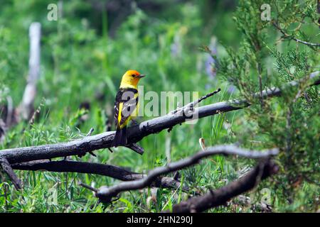 WESTERN Tanager (Piranga ludoviciana) mâle, Yellowstone NP, Wyoming, États-Unis Banque D'Images