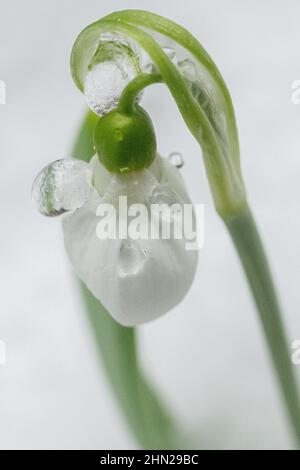 Fleurs de Snowdrop gros plan - communes Galanthus nivalis fleurs gros plan dans la neige - printemps fleurs vivaces qui fleurissent et poussent Banque D'Images