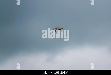 Un curlew de printemps (Numenius) volant sous un ciel bleu foncé et gris nuageux Banque D'Images