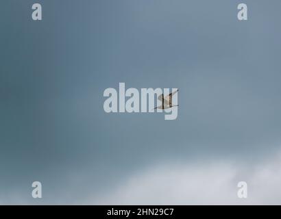 Un curlew de printemps (Numenius) volant sous un ciel bleu foncé et gris nuageux Banque D'Images