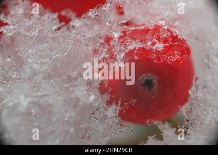 Baie de bambou Heavenly dans la neige - baie Nandina domestica rouge avec flocons de neige - scène hivernale du gel et de la neige sur les baies d'hiver Banque D'Images