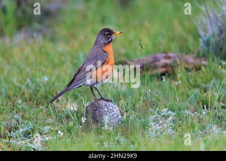 American Robin (Turdus migratorius) femelle, Yellowstone NP, Wyoming Banque D'Images