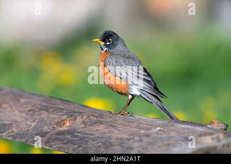 Robin américain (Turdus migratorius) mâle, perché sur bûche, Yellowstone NP, Wyoming, États-Unis Banque D'Images