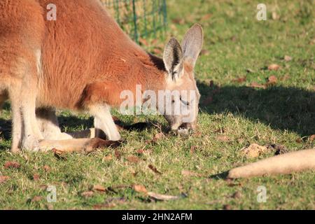 Kangourou rouge au zoo d'Overloon Banque D'Images