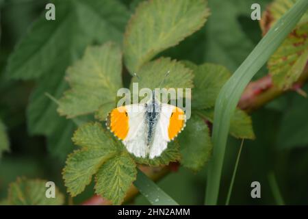 Un papillon à pointe orange (Anthocharis cardamines) avec ailes ouvertes repose sur une feuille verte Banque D'Images