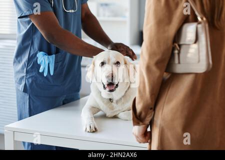 Labrador de race domestique couché sur une table médicale pendant l'examen et regardant le propriétaire de l'animal de compagnie debout devant le vétérinaire Banque D'Images