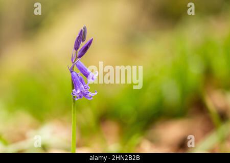 Bluebells dans les bois Banque D'Images