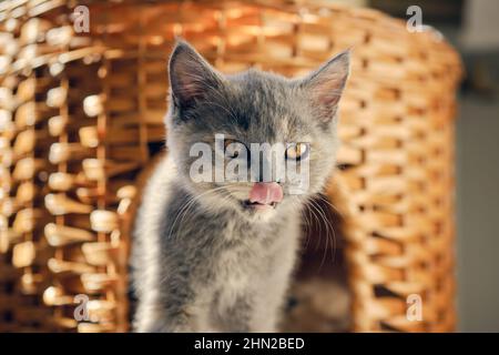 Un chaton gris espiègle avec des yeux jaunes montre sa langue rouge à l'appareil photo Banque D'Images