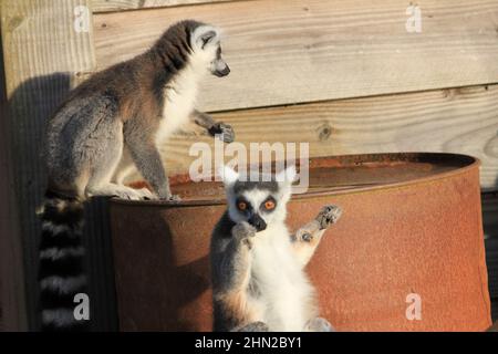Lémuriens à queue dans le zoo d'Overloon Banque D'Images