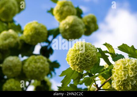 Fleurs de printemps en fleurs boule de neige - grandes belles boules blanches de Viburnum opulus Roseum. Blanc Guelder Rose ou Viburnum opulus stérile Banque D'Images