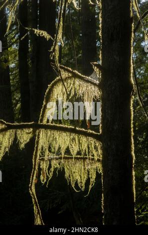 Lumière matinale de la barbe de l'ancien homme (Usnea) Banque D'Images