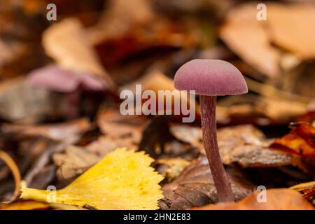 Champignon dans une zone boisée Banque D'Images