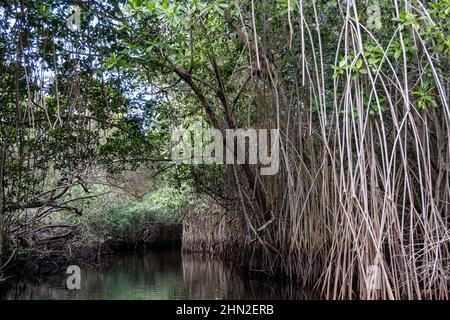 Les racines aériennes de la mangrove rouge (Rhizophora mangle) le long de la rivière. San Blas, Nayarit, Mexique. Banque D'Images